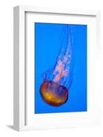 Jelly Fish in the Ocean-Apollofoto-Framed Photographic Print