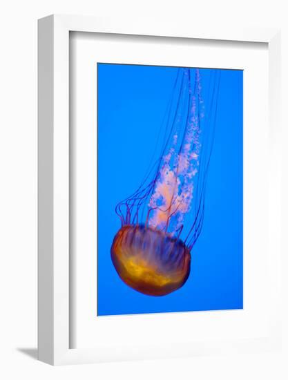 Jelly Fish in the Ocean-Apollofoto-Framed Photographic Print