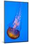 Jelly Fish in the Ocean-Apollofoto-Mounted Photographic Print