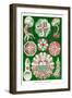 Jelly Fish-Ernst Haeckel-Framed Art Print