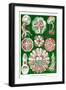 Jelly Fish-Ernst Haeckel-Framed Art Print