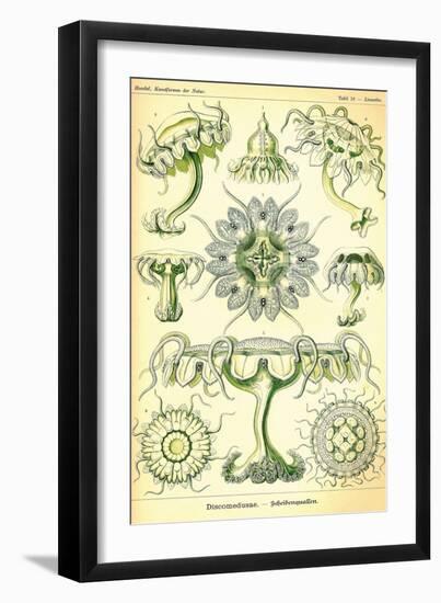 Jelly Fish-Ernst Haeckel-Framed Art Print