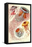 Jelly Fish-Ernst Haeckel-Framed Stretched Canvas