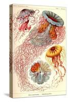 Jelly Fish-Ernst Haeckel-Stretched Canvas