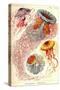 Jelly Fish-Ernst Haeckel-Stretched Canvas