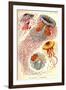 Jelly Fish-Ernst Haeckel-Framed Art Print