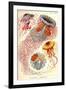 Jelly Fish-Ernst Haeckel-Framed Art Print