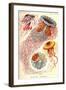 Jelly Fish-Ernst Haeckel-Framed Art Print