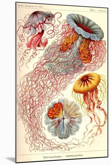 Jelly Fish-Ernst Haeckel-Mounted Art Print