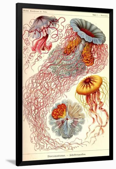 Jelly Fish-Ernst Haeckel-Framed Art Print