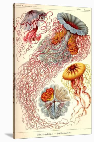 Jelly Fish-Ernst Haeckel-Stretched Canvas