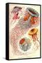 Jelly Fish-Ernst Haeckel-Framed Stretched Canvas