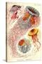 Jelly Fish-Ernst Haeckel-Stretched Canvas