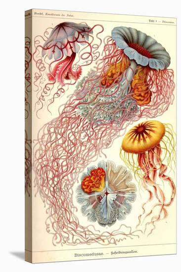 Jelly Fish-Ernst Haeckel-Stretched Canvas