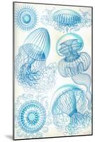 Jelly Fish-Ernst Haeckel-Mounted Art Print