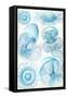 Jelly Fish-Ernst Haeckel-Framed Stretched Canvas