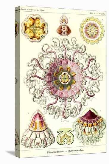 Jelly Fish-Ernst Haeckel-Stretched Canvas