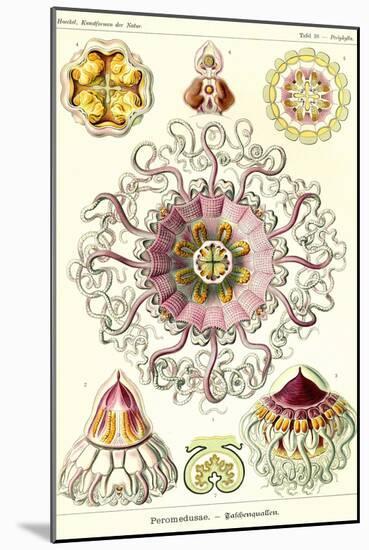 Jelly Fish-Ernst Haeckel-Mounted Art Print