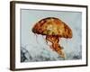 Jelly fish-Sydney Edmunds-Framed Premium Giclee Print