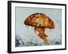 Jelly fish-Sydney Edmunds-Framed Premium Giclee Print