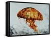 Jelly fish-Sydney Edmunds-Framed Stretched Canvas