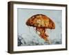 Jelly fish-Sydney Edmunds-Framed Giclee Print