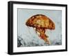 Jelly fish-Sydney Edmunds-Framed Giclee Print