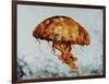 Jelly fish-Sydney Edmunds-Framed Giclee Print