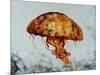 Jelly fish-Sydney Edmunds-Mounted Giclee Print