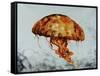 Jelly Fish-Sydney Edmunds-Framed Stretched Canvas