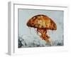 Jelly Fish-Sydney Edmunds-Framed Giclee Print