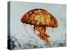 Jelly Fish-Sydney Edmunds-Stretched Canvas