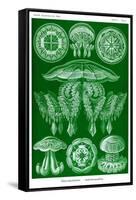 Jelly Fish-Ernst Haeckel-Framed Stretched Canvas