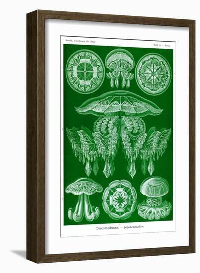 Jelly Fish-Ernst Haeckel-Framed Art Print