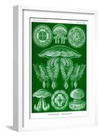 Jelly Fish-Ernst Haeckel-Framed Art Print