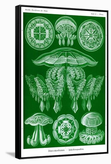 Jelly Fish-Ernst Haeckel-Framed Stretched Canvas