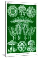 Jelly Fish-Ernst Haeckel-Stretched Canvas