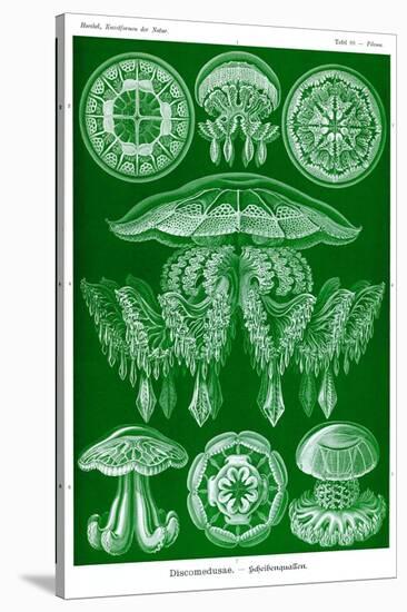 Jelly Fish-Ernst Haeckel-Stretched Canvas