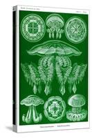 Jelly Fish-Ernst Haeckel-Stretched Canvas