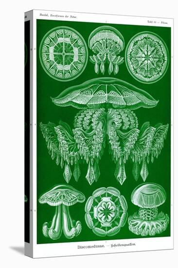 Jelly Fish-Ernst Haeckel-Stretched Canvas