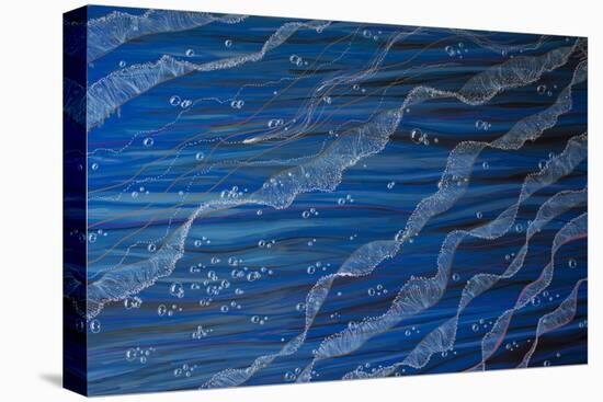 Jelly Tentacles-Martin Nasim-Stretched Canvas