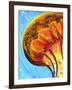 Jelly-Martin Nasim-Framed Giclee Print