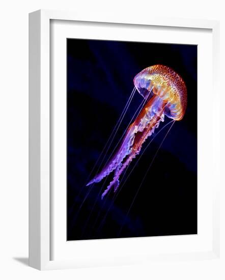 Jellyen-Henry Jager-Framed Giclee Print