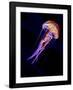 Jellyen-Henry Jager-Framed Giclee Print