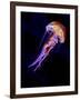 Jellyen-Henry Jager-Framed Giclee Print