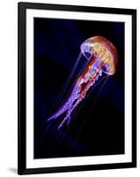 Jellyen-Henry Jager-Framed Giclee Print