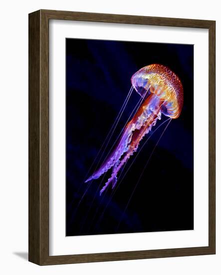 Jellyen-Henry Jager-Framed Photographic Print