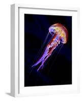 Jellyen-Henry Jager-Framed Photographic Print