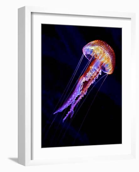 Jellyen-Henry Jager-Framed Photographic Print