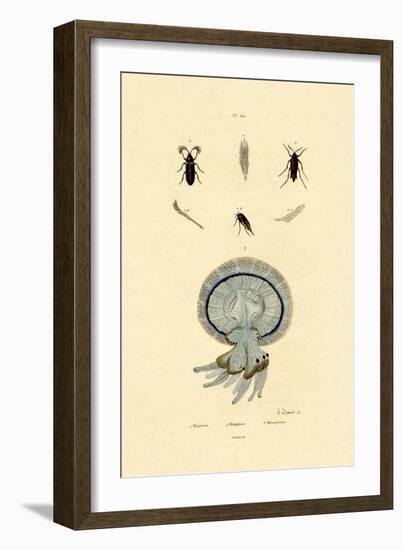 Jellyfish, 1833-39-null-Framed Giclee Print